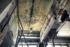 Why You Should Choose Our Mold Remediation Services in Cave Creek, AZ